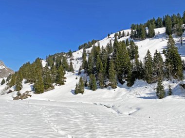 Klontal dağ vadisi (Kloental veya Klon vadisi) çevresindeki dağlık dağların yamaçlarında bulunan Evergreen ormanı veya kozalaklı ağaçlar - Glarus Kantonu, İsviçre / Schweiz