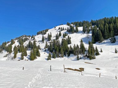 Klontal dağ vadisi (Kloental veya Klon vadisi) çevresindeki dağlık dağların yamaçlarında bulunan Evergreen ormanı veya kozalaklı ağaçlar - Glarus Kantonu, İsviçre / Schweiz