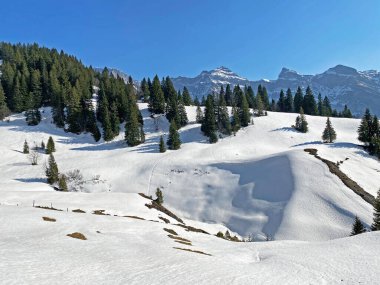 Klontal dağ vadisi (Kloental veya Klon vadisi) çevresindeki dağlık dağların yamaçlarında bulunan Evergreen ormanı veya kozalaklı ağaçlar - Glarus Kantonu, İsviçre / Schweiz