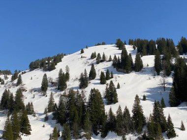 Klontal dağ vadisi (Kloental veya Klon vadisi) çevresindeki dağlık dağların yamaçlarında bulunan Evergreen ormanı veya kozalaklı ağaçlar - Glarus Kantonu, İsviçre / Schweiz