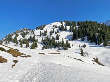 Klontal dağ vadisi (Kloental veya Klon vadisi) çevresindeki dağlık dağların yamaçlarında bulunan Evergreen ormanı veya kozalaklı ağaçlar - Glarus Kantonu, İsviçre / Schweiz
