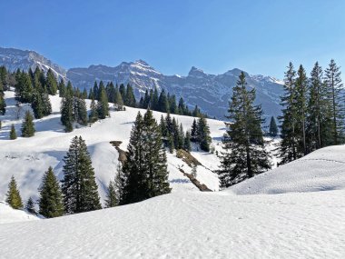 Klontal dağ vadisi (Kloental veya Klon vadisi) çevresindeki dağlık dağların yamaçlarında bulunan Evergreen ormanı veya kozalaklı ağaçlar - Glarus Kantonu, İsviçre / Schweiz