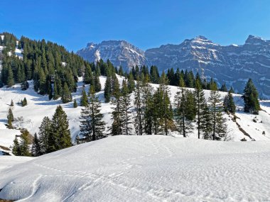 Klontal dağ vadisi (Kloental veya Klon vadisi) çevresindeki dağlık dağların yamaçlarında bulunan Evergreen ormanı veya kozalaklı ağaçlar - Glarus Kantonu, İsviçre / Schweiz
