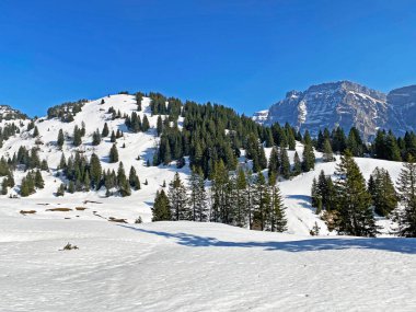 Klontal dağ vadisi (Kloental veya Klon vadisi) çevresindeki dağlık dağların yamaçlarında bulunan Evergreen ormanı veya kozalaklı ağaçlar - Glarus Kantonu, İsviçre / Schweiz