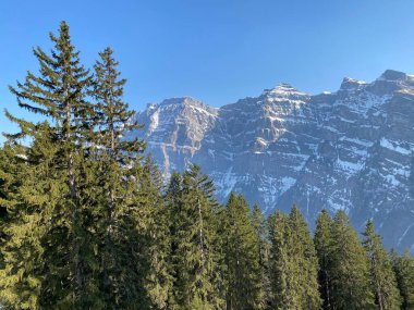 Klontal dağ vadisi (Kloental veya Klon vadisi) çevresindeki dağlık dağların yamaçlarında bulunan Evergreen ormanı veya kozalaklı ağaçlar - Glarus Kantonu, İsviçre / Schweiz
