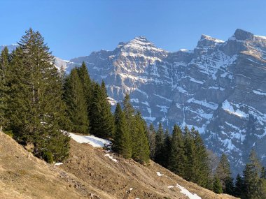 Klontal dağ vadisi (Kloental veya Klon vadisi) çevresindeki dağlık dağların yamaçlarında bulunan Evergreen ormanı veya kozalaklı ağaçlar - Glarus Kantonu, İsviçre / Schweiz