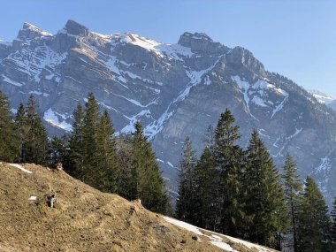 Klontal dağ vadisi (Kloental veya Klon vadisi) çevresindeki dağlık dağların yamaçlarında bulunan Evergreen ormanı veya kozalaklı ağaçlar - Glarus Kantonu, İsviçre / Schweiz