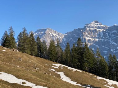 Klontal dağ vadisi (Kloental veya Klon vadisi) çevresindeki dağlık dağların yamaçlarında bulunan Evergreen ormanı veya kozalaklı ağaçlar - Glarus Kantonu, İsviçre / Schweiz