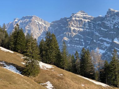 Klontal dağ vadisi (Kloental veya Klon vadisi) çevresindeki dağlık dağların yamaçlarında bulunan Evergreen ormanı veya kozalaklı ağaçlar - Glarus Kantonu, İsviçre / Schweiz