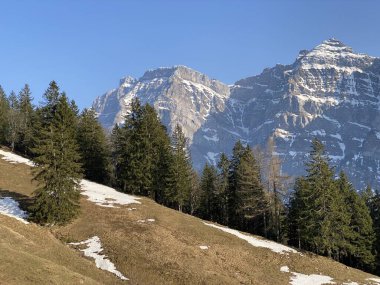 Klontal dağ vadisi (Kloental veya Klon vadisi) çevresindeki dağlık dağların yamaçlarında bulunan Evergreen ormanı veya kozalaklı ağaçlar - Glarus Kantonu, İsviçre / Schweiz