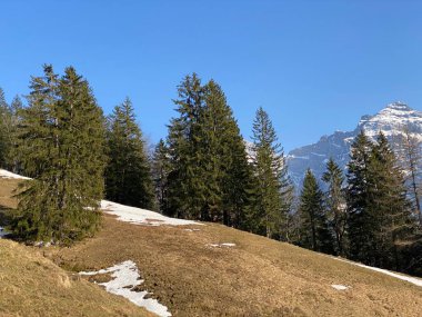 Klontal dağ vadisi (Kloental veya Klon vadisi) çevresindeki dağlık dağların yamaçlarında bulunan Evergreen ormanı veya kozalaklı ağaçlar - Glarus Kantonu, İsviçre / Schweiz