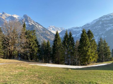 Klontal dağ vadisi (Kloental veya Klon vadisi) çevresindeki dağlık dağların yamaçlarında bulunan Evergreen ormanı veya kozalaklı ağaçlar - Glarus Kantonu, İsviçre / Schweiz
