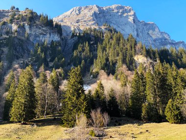 Klontal dağ vadisi (Kloental veya Klon vadisi) çevresindeki dağlık dağların yamaçlarında bulunan Evergreen ormanı veya kozalaklı ağaçlar - Glarus Kantonu, İsviçre / Schweiz