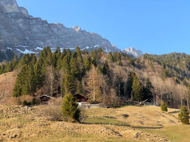Klontal dağ vadisi (Kloental veya Klon vadisi) çevresindeki dağlık dağların yamaçlarında bulunan Evergreen ormanı veya kozalaklı ağaçlar - Glarus Kantonu, İsviçre / Schweiz