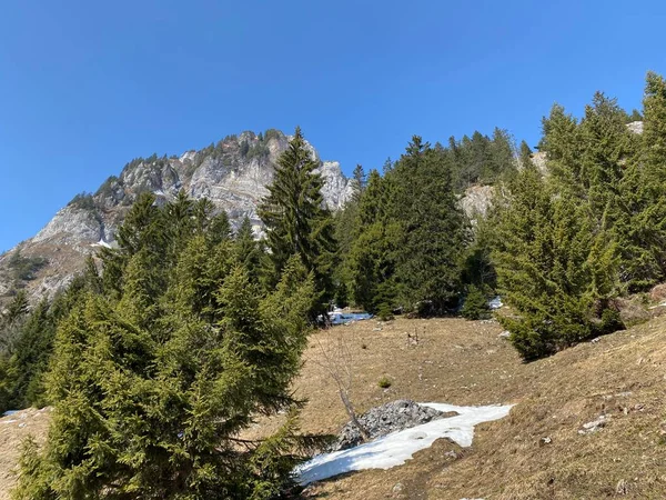 Evergreen Forest Coniferous Trees Early Spring Slopes Alpine Mountains Klontal — Stock Photo, Image