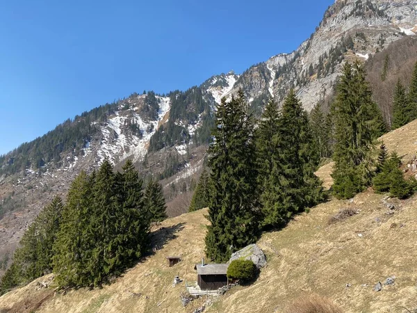 Klontal山の谷の周りの高山の斜面に早春の常緑の森や針葉樹の木 クローナルまたはKlon谷 カントン グラス スイス スイス — ストック写真