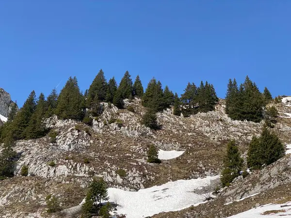 Örökzöld Erdő Vagy Tűlevelű Fák Kora Tavasszal Alpesi Hegyek Lejtőin — Stock Fotó