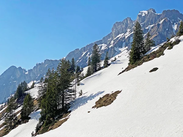 Immergrüne Wälder Oder Nadelbäume Zeitigen Frühling Den Hängen Der Alpinen — Stockfoto