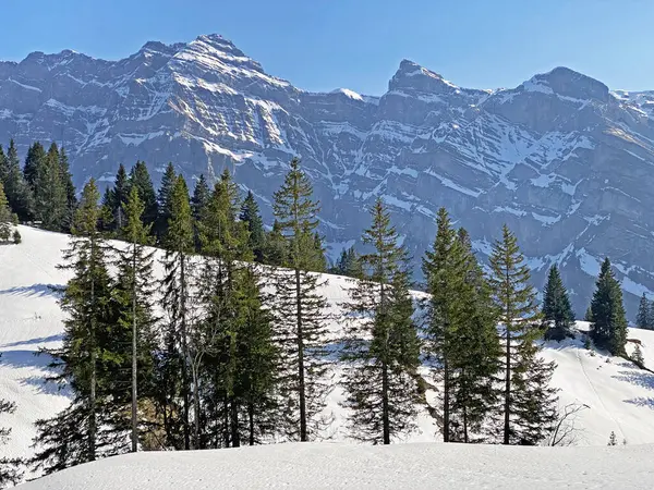 Evergreen Bos Naaldbomen Het Vroege Voorjaar Hellingen Van Alpen Rond — Stockfoto