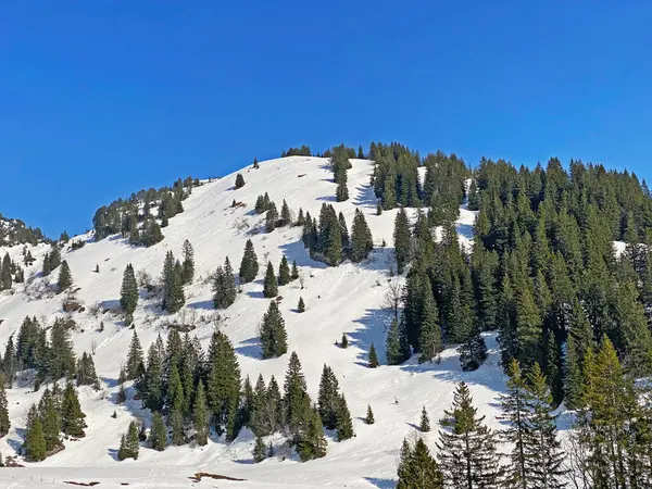Евергріанський Ліс Або Хвойні Дерева Ранньою Весною Схилах Альпійських Гір — стокове фото