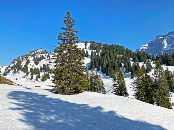 Evergreen Les Nebo Jehličnaté Stromy Začátku Jara Svazích Alpských Hor — Stock fotografie
