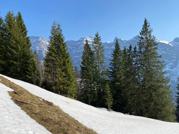 Bosque Siempreverde Árboles Coníferas Principios Primavera Las Laderas Las Montañas —  Fotos de Stock