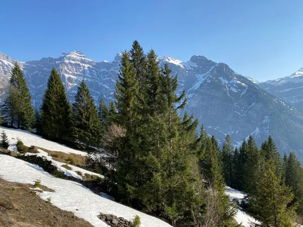 Evergreen Bos Naaldbomen Het Vroege Voorjaar Hellingen Van Alpen Rond — Stockfoto