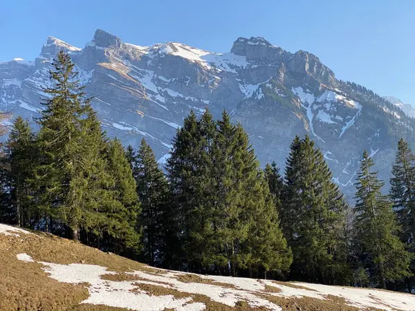 Foresta Sempreverde Conifere All Inizio Della Primavera Sulle Pendici Delle — Foto Stock