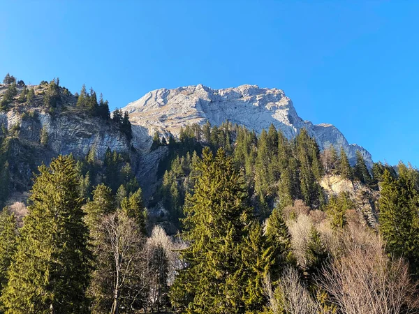 Evergreen Les Nebo Jehličnaté Stromy Začátku Jara Svazích Alpských Hor — Stock fotografie
