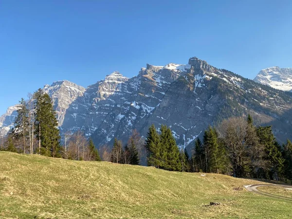 Evergreen Forest Coniferous Trees Early Spring Slopes Alpine Mountains Klontal — Stock Photo, Image