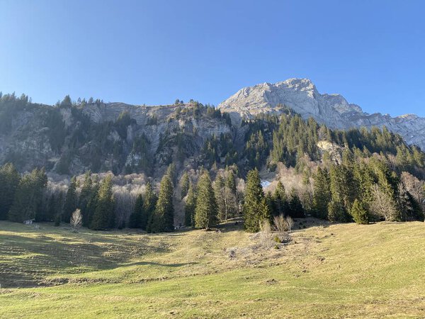 Evergreen forest or coniferous trees in early spring on the slopes of the alpine mountains around the Klontal mountain valley (Kloental or Klon valley) - Canton of Glarus, Switzerland / Schweiz