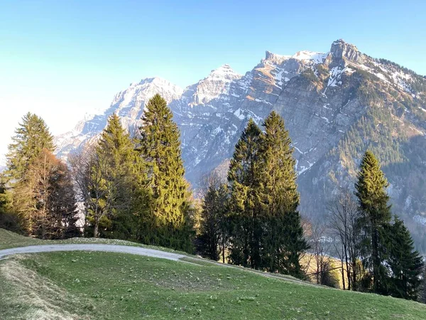 Floresta Perene Árvores Coníferas Início Primavera Nas Encostas Das Montanhas — Fotografia de Stock