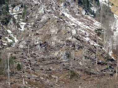 Klontalersee (Kloentalersee veya Klontaler Gölü) ve Glarus Alpleri 'ndeki Alp dağlarının yamaçlarında meydana gelen yıkıcı bir çığ sonucu yıkılmış ağaçların kalıntıları.
