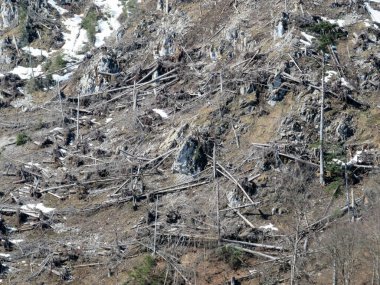Klontalersee (Kloentalersee veya Klontaler Gölü) ve Glarus Alpleri 'ndeki Alp dağlarının yamaçlarında meydana gelen yıkıcı bir çığ sonucu yıkılmış ağaçların kalıntıları.