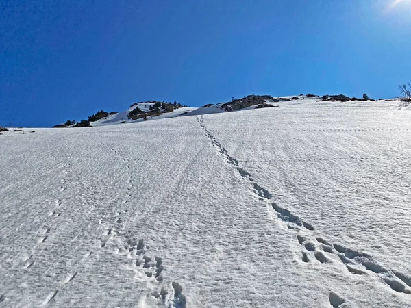 Magnifiques Sentiers Randonnée Hivernale Traces Dans Les Vallées Alpines Les — Photo
