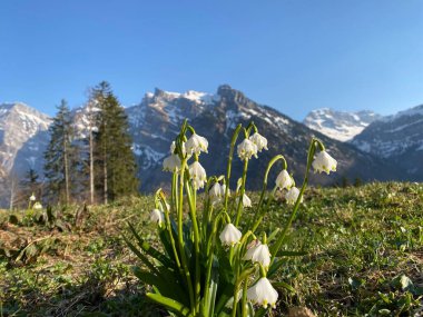 Bahar kar tanesi (Leucojum vernum), Mrzenglockchen (Maerzengloeckchen), Marzenbecher (Maerzenbecher), Fruhlings-Knotenblume (Fruehlings-Knotenblume), Niveole de printemps, Proljetni drijemovac ili Visidjed