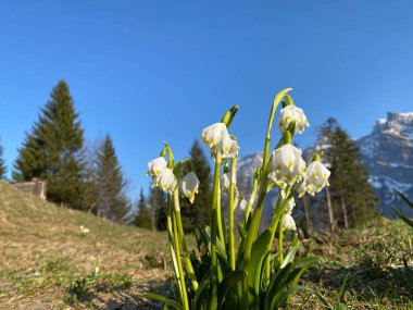 Bahar kar tanesi (Leucojum vernum), Mrzenglockchen (Maerzengloeckchen), Marzenbecher (Maerzenbecher), Fruhlings-Knotenblume (Fruehlings-Knotenblume), Niveole de printemps, Proljetni drijemovac ili Visidjed