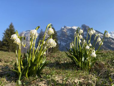 Bahar kar tanesi (Leucojum vernum), Mrzenglockchen (Maerzengloeckchen), Marzenbecher (Maerzenbecher), Fruhlings-Knotenblume (Fruehlings-Knotenblume), Niveole de printemps, Proljetni drijemovac ili Visidjed