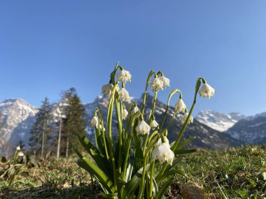 Bahar kar tanesi (Leucojum vernum), Mrzenglockchen (Maerzengloeckchen), Marzenbecher (Maerzenbecher), Fruhlings-Knotenblume (Fruehlings-Knotenblume), Niveole de printemps, Proljetni drijemovac ili Visidjed