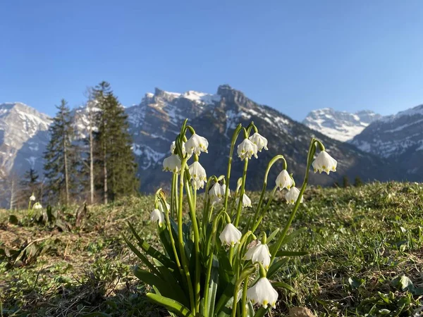 Bahar kar tanesi (Leucojum vernum), Mrzenglockchen (Maerzengloeckchen), Marzenbecher (Maerzenbecher), Fruhlings-Knotenblume (Fruehlings-Knotenblume), Niveole de printemps, Proljetni drijemovac ili Visidjed