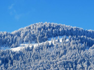 Peri masalı gibi soğuk kış atmosferi ve dağlık tepelerdeki ağaçlar, Nesslau - Obertoggenburg, İsviçre (Schweiz)