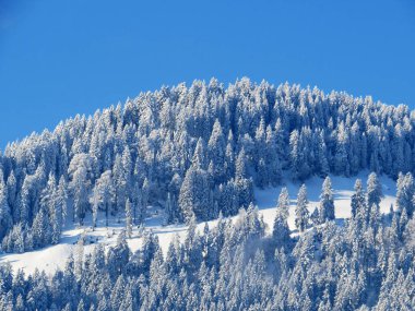 Peri masalı gibi soğuk kış atmosferi ve dağlık tepelerdeki ağaçlar, Nesslau - Obertoggenburg, İsviçre (Schweiz)