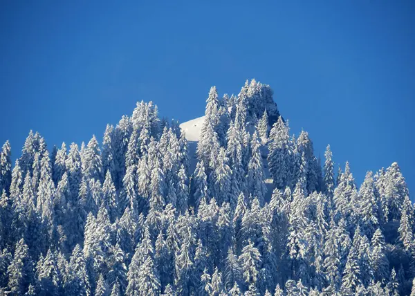 Märchenhafte Alpine Winteratmosphäre Und Schneebedeckte Nadelbäume Auf Dem Blss Chopf — Stockfoto