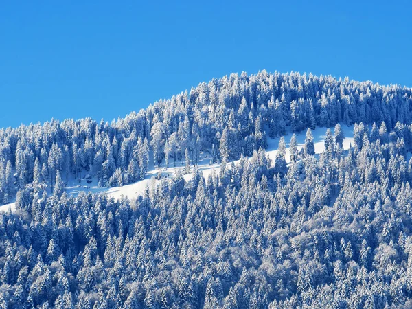 瑞士内斯劳 奥贝托根堡高山山顶上的童话般的寒冷冬季气候和覆盖着积雪的针叶树 施韦兹 — 图库照片