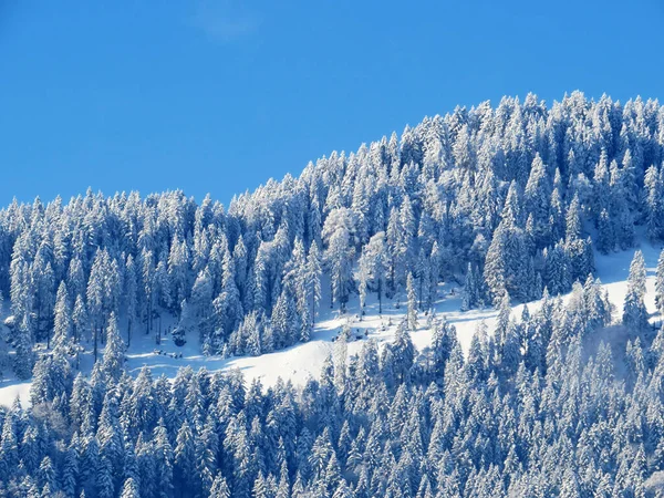 Märchenhafte Eisige Winteratmosphäre Und Schneebedeckte Nadelbäume Auf Den Berggipfeln Über — Stockfoto