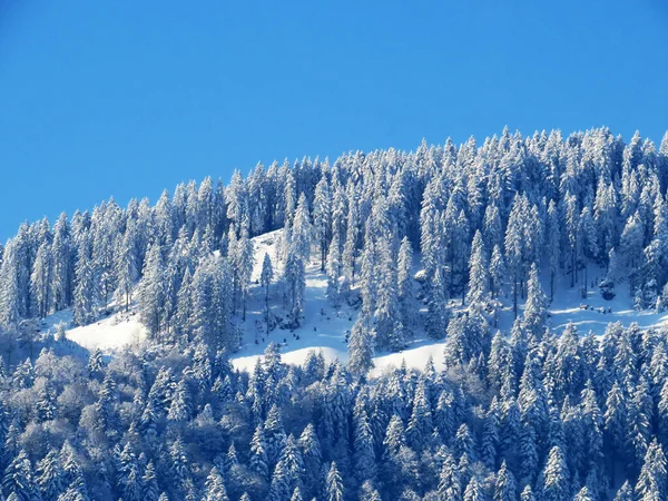 Peri Masalı Gibi Soğuk Kış Atmosferi Dağlık Tepelerdeki Ağaçlar Nesslau — Stok fotoğraf