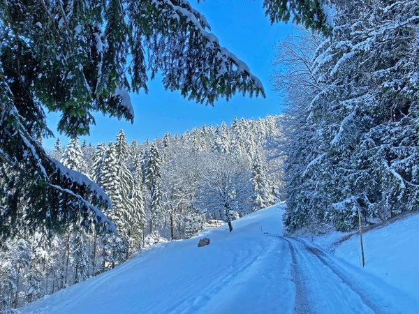 Obertoggenburg Vadisi 'nin yukarısındaki kırsal dağlık yol boyunca ve Alpstein dağ sırasının yamaçlarında - Nesslau, İsviçre (Schweiz)