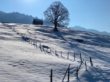 İsviçre çayırlarındaki yerli dağ kulübeleri ve ahşap ahırlar taze beyaz kar örtüsüyle kaplıdır, Nesslau - Obertoggenburg, İsviçre (Schweiz)