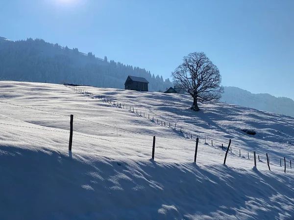 İsviçre çayırlarındaki yerli dağ kulübeleri ve ahşap ahırlar taze beyaz kar örtüsüyle kaplıdır, Nesslau - Obertoggenburg, İsviçre (Schweiz)