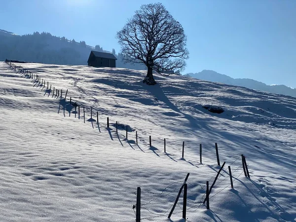 İsviçre çayırlarındaki yerli dağ kulübeleri ve ahşap ahırlar taze beyaz kar örtüsüyle kaplıdır, Nesslau - Obertoggenburg, İsviçre (Schweiz)
